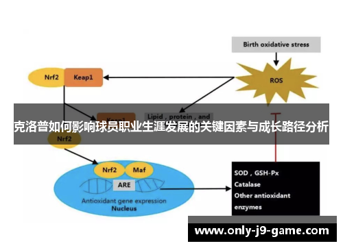克洛普如何影响球员职业生涯发展的关键因素与成长路径分析